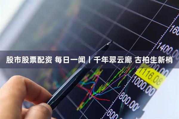 股市股票配资 每日一闻丨千年翠云廊 古柏生新梢